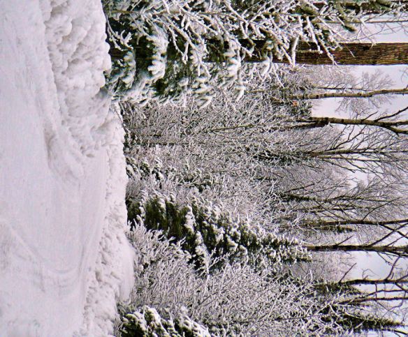 Road into Bearskin Lodge cabins this morning.