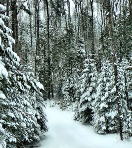 The trees are beautifully coated with snow.