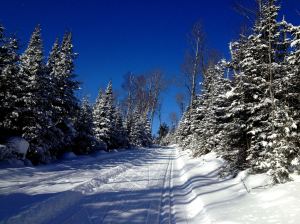 Oxcart Trail, by Karen Reynolds