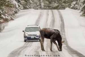 Moose in the road. Photo by Nace Hagemann.