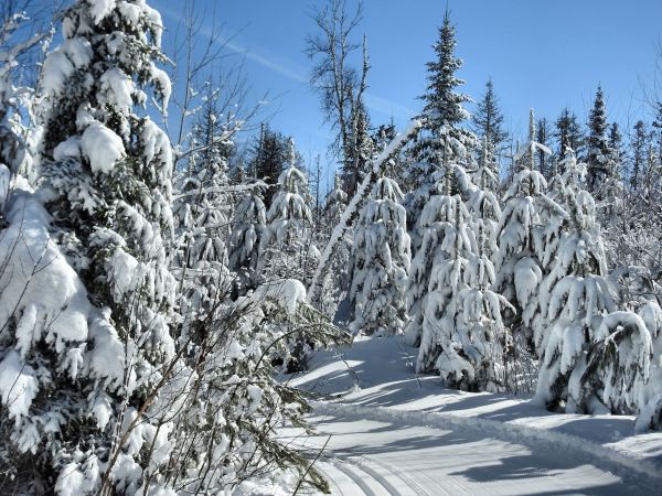 3.18.2016 bear cub 2